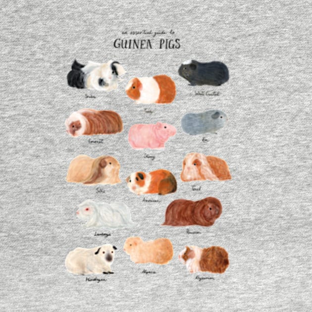 Guinea Pig Breed Chart by Delaserratoyou